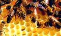 Living 'loose' to avoid extinction?