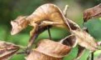 Lizard camouflage autumn leaves
