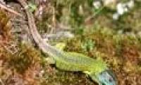 Lizard has stealth ability