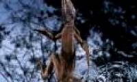 Lizard scorns on the water