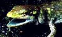 Lizard species are green and extremely poisonous