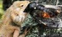 Lizards change their eating habits when the climate rises 2 degrees Celsius