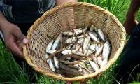Lluvia de Peces - Mysterious unanswered fish rain in Honduras