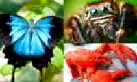 Lobster, butterflies and spiders share ancestors together