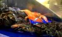 Lobster escaped death thanks to orange peel