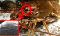 Lobster eyes and unexpected applications in X-ray technology