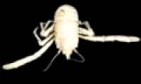 Lobster is named after Nelson Mandela