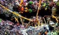 Lobsters, octopuses and crabs are sentient and can feel pain