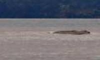 Loch Ness monster-like object glides on Canadian surface