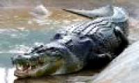 Lolong crocodile made 'Ambassador' for conservation program