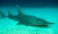 Long fish and species that have just entered the red book because of the danger of extinction