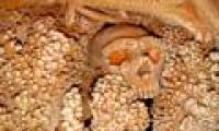 Long-lived fossil bones grow thousands of 'teeth'