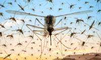 Los Angeles released 20,000 male mosquitoes to kill Aedes