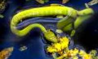 Lost amidst the snake kingdom in Vietnam, everything from sage to poison