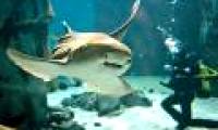 Love sharks love love songs