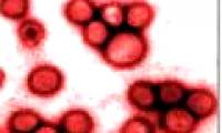 Low humidity makes flu strong