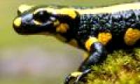 'Magically' the whole process of forming salamander from ... one cell