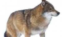 Maintain the future race from studying grassland wolves