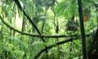 Maiombe - Africa's natural wonder