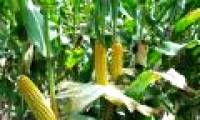 Maize culture has high salinity tolerance