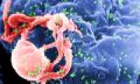 Making cells can kill the HIV virus
