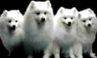 Making dog's DNA bank