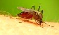 Malaria is at risk of outbreaks in Africa due to counterfeit drugs