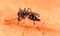 Malaysia has dispersed 6,000 genetically modified mosquitoes