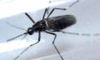 Malaysian pregnant women first infected with Zika virus
