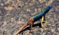Male lizards disguise to avoid being eaten