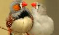 Male sparrows also play gay