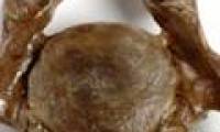 Mammoths are malformed when near extinction