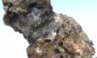 Mammoths can be 'revived'