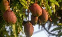Mango-scented road project causes controversy in Spain