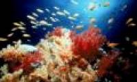 Many fish species may become extinct due to gender imbalance