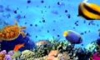 Many marine species are unknown