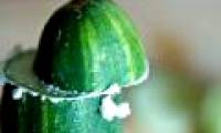 Many people cut the cucumbers so well and know why everyone will follow them