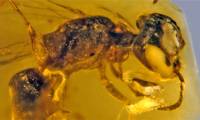 Many pet creatures are 'living fossils' from lost supercontinents