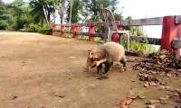 Many rare animal species reappear in Bach Ma forest