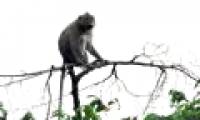 Many rare animals come to U Minh forest