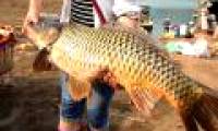 Many specialty fish species in the mountain wholesale market