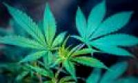 Marijuana can change the decision making part of the brain