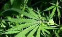 Marijuana causes sexual dysfunction