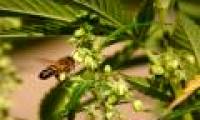 Marijuana pollen in America is a source of nutrition for bees