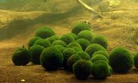 Marimo: What is the extremely 'cute' algae ball that is currently loved by young people?