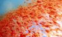 Marine animals die again in Peru