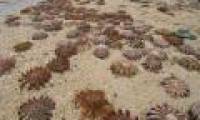 Marine animals die massively in Japan