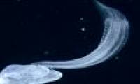 Marine creatures 'carriers' re-exported after 100 years