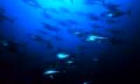 Marine fish stocks can recover in 2026