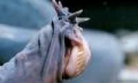 Marine life brings together all the most terrifying traits you can think of